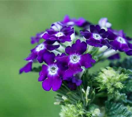 Die Verbene – der Insektenstar unter den Pflanzen Die Verbene – der Insektenstar unter den Pflanzen