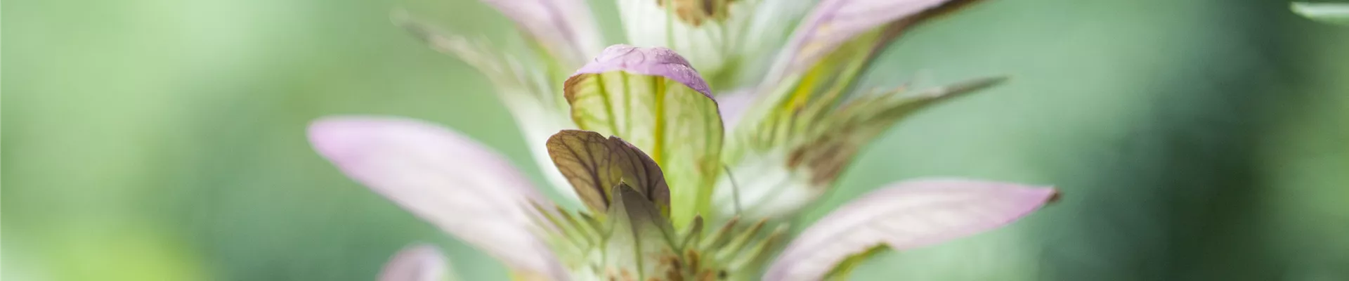 Acanthus hungaricus Acanthus hungaricus