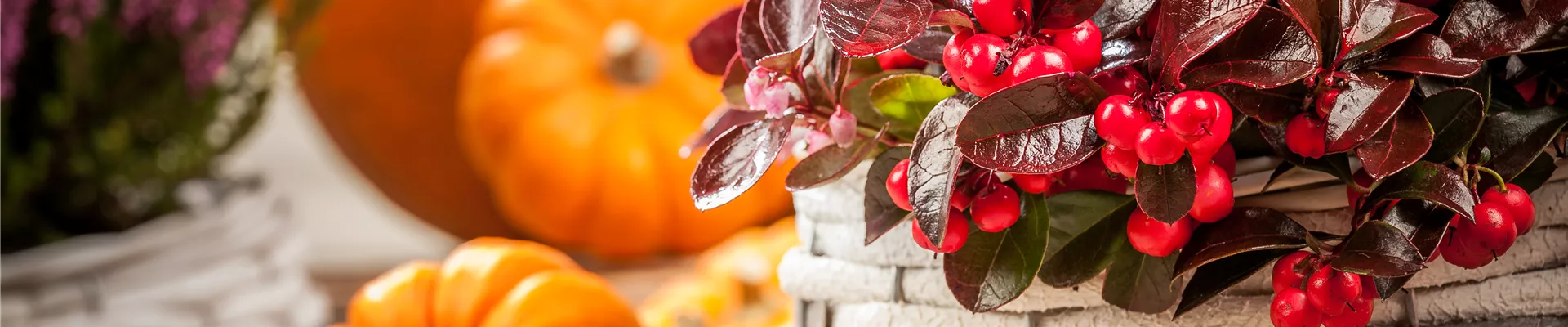 Gaultheria procumbens