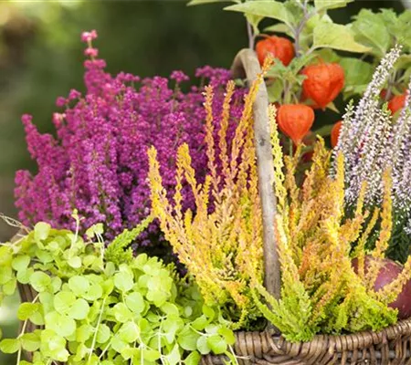 Ab in die Kiste! Herbstliche Deko mit Besenheide Ab in die Kiste! Herbstliche Deko mit Besenheide
