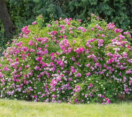 Historische Rosen – Schönheit mit einer langen Geschichte Historische Rosen – Schönheit mit einer langen Geschichte