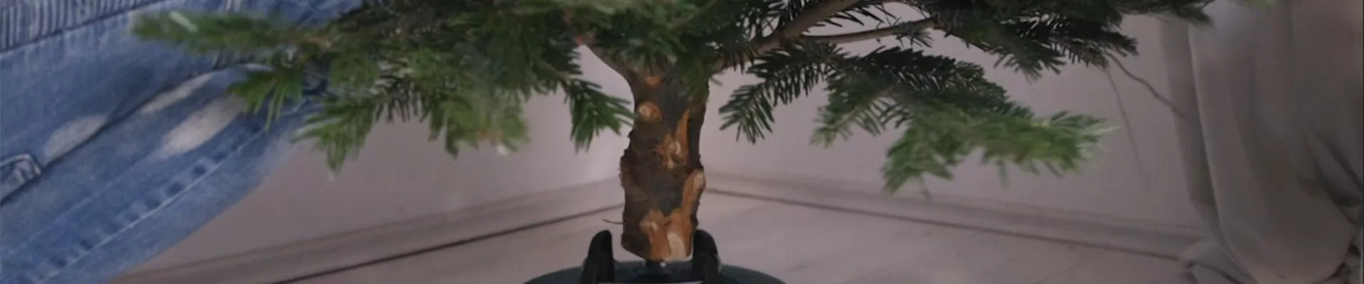 Den Weihnachtsbaum richtig aufstellen (Thumbnail)