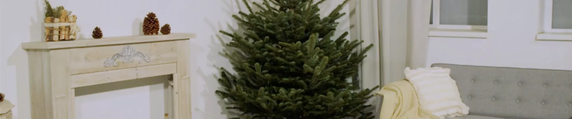 Den Weihnachtsbaum ins Haus holen (Thumbnail)