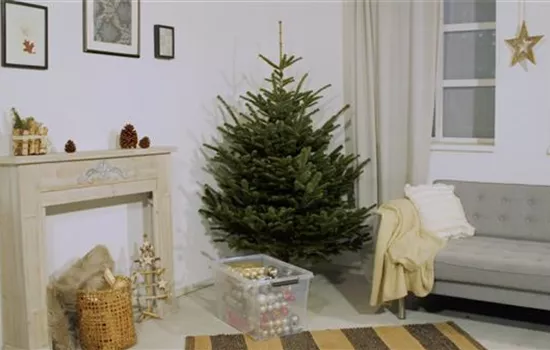 Den Weihnachtsbaum ins Haus holen