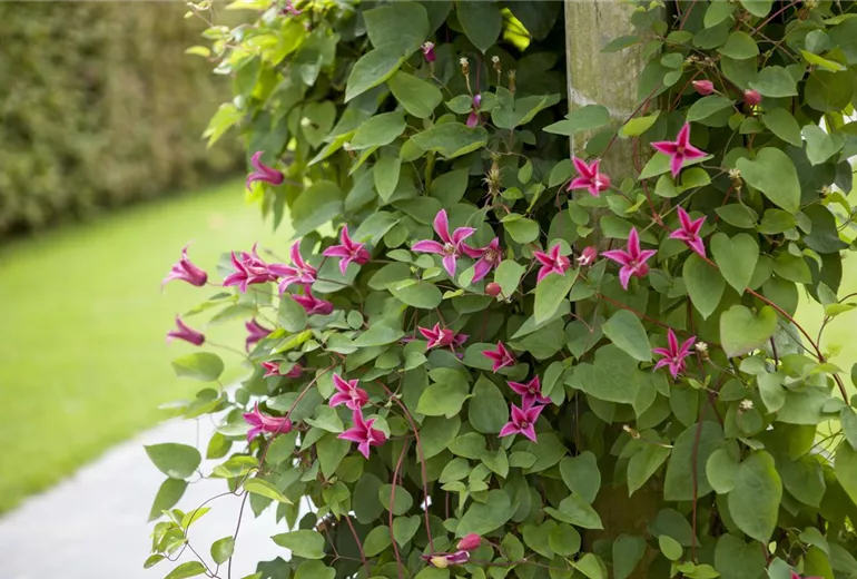 Clematis texensis