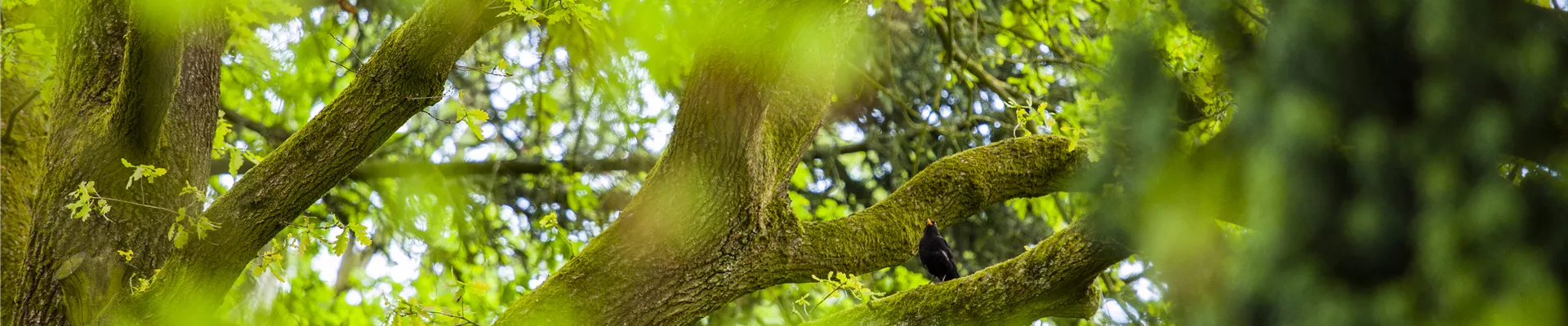 Amsel im Baum Amsel im Baum