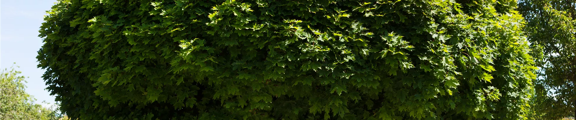 Acer platanoides 'Globosum' Acer platanoides 'Globosum'