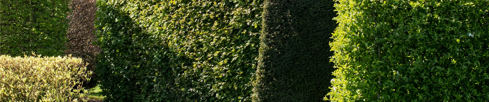 Verschiedene Hecken Verschiedene Hecken