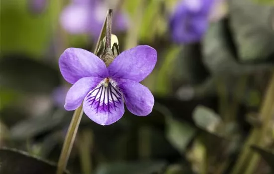 Duftveilchen im Frühling: ein zierlicher Aromaspezialist