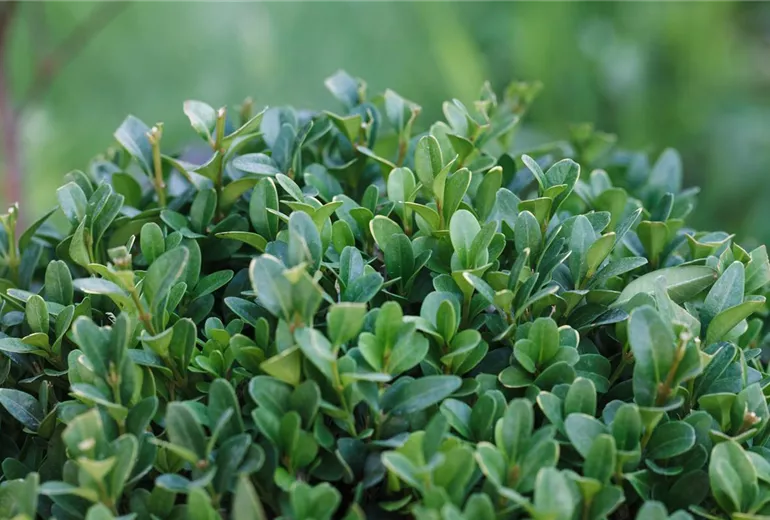 Buxus sempervirens, Kugel
