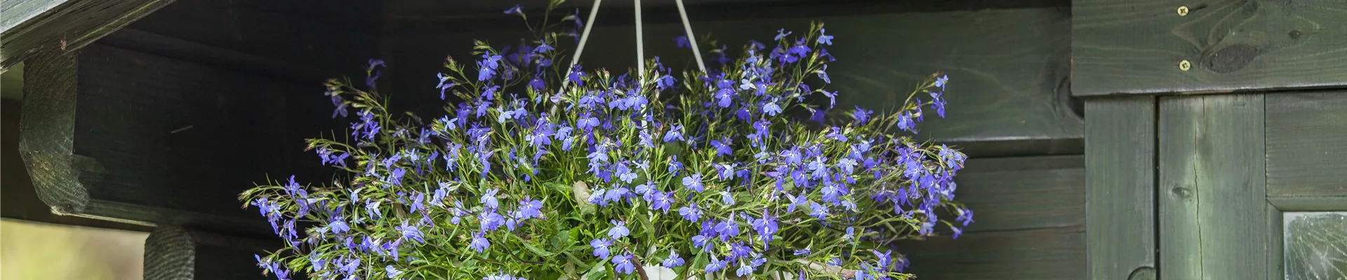 Lobelia erinus