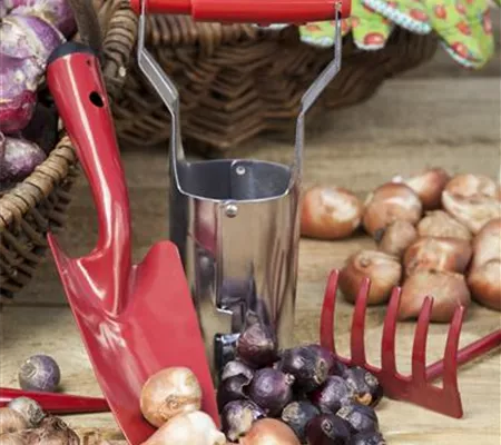 Ab in den Garten – Blumenzwiebeln im Frühjahr einpflanzen