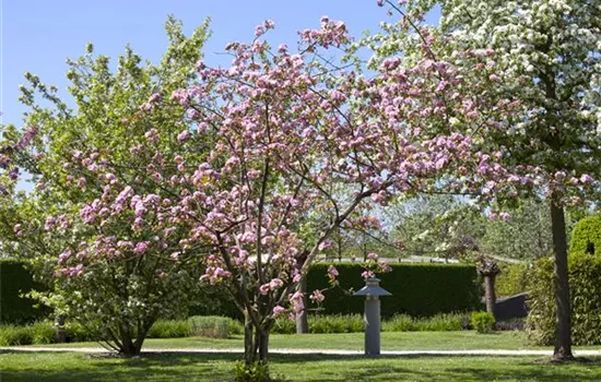 Obstgehölze schneiden - Basis ertragreicher Ernten Obstgehölze schneiden - Basis ertragreicher Ernten