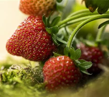 Erdbeeren – rot, rund und richtig lecker!