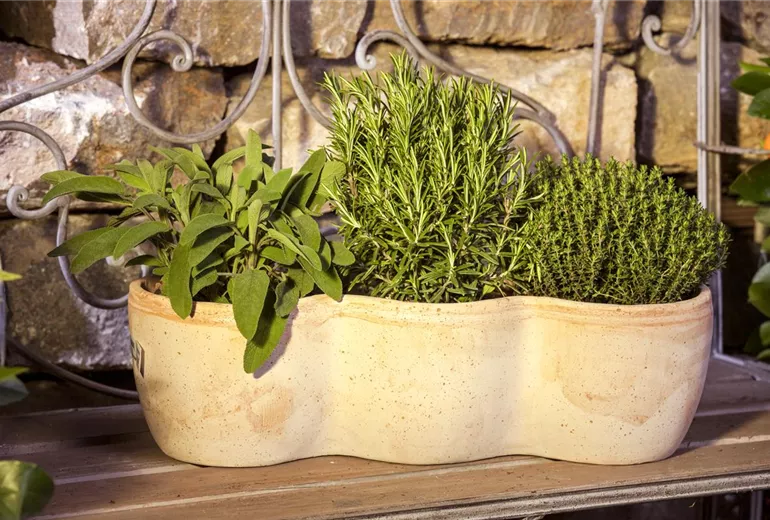 Rosmarinus officinalis