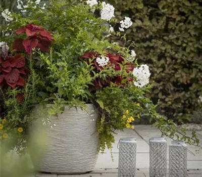 Kübel winterfest machen