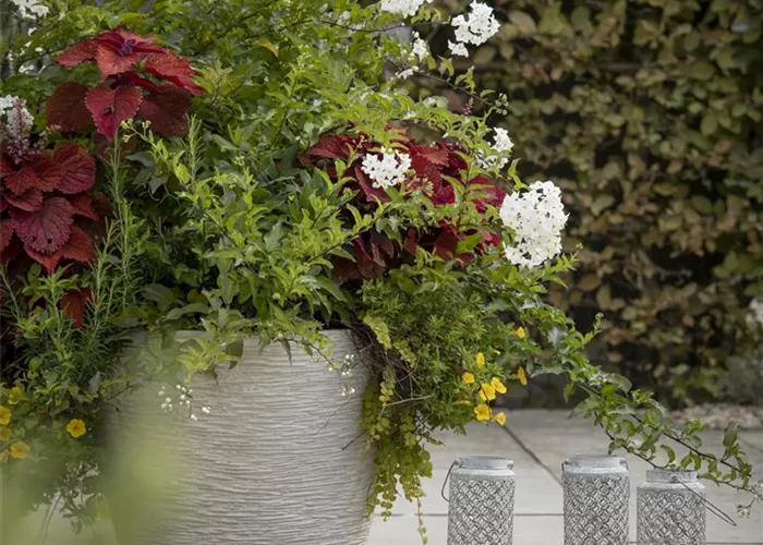 Kübel winterfest machen Kübel winterfest machen