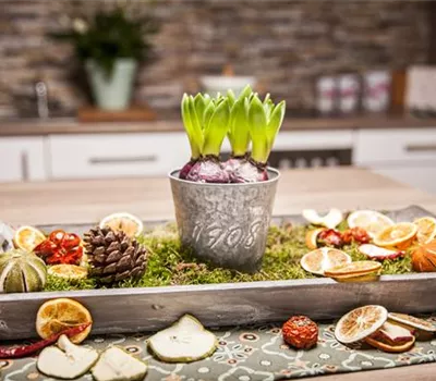 Hyazinthen zu Weihnachten