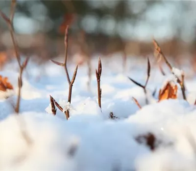 Den Garten winterfest machen