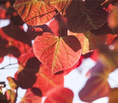 Igelheim, Dünger und Co.: überschüssiges Laub sinnvoll einsetzen