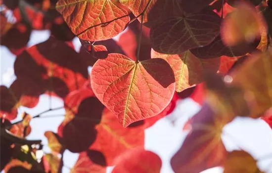 Igelheim, Dünger und Co.: überschüssiges Laub sinnvoll einsetzen