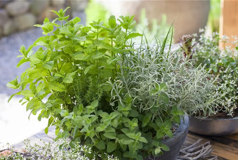 Mentha x piperita