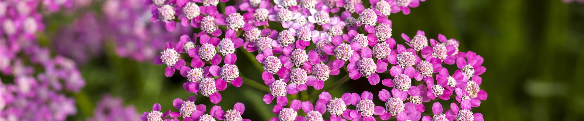 Achillea millefolium 'Lilac Beauty'