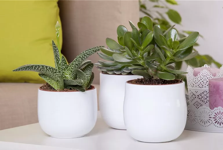 Aloe variegata 'Magic'